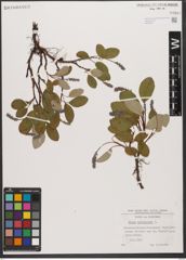 Foto von Salix reticulata L.